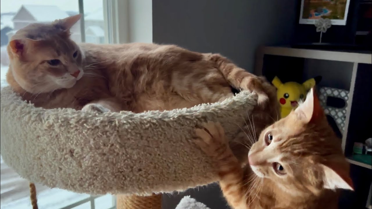 my-brothers-tail-is-the-best-cat-toy-youtube