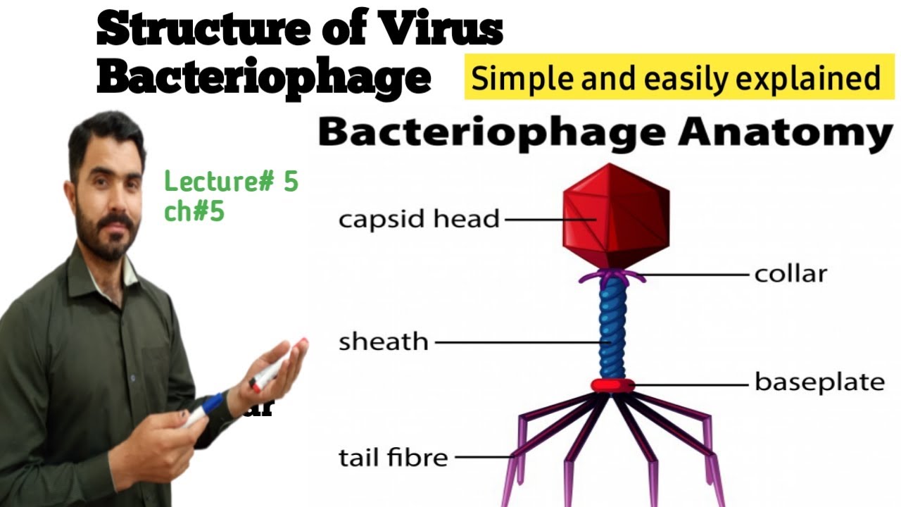 Structure of viruses in general and Bacteriophage structure Lec#5  CH#5 in Urdu Hindi by dr Hadi