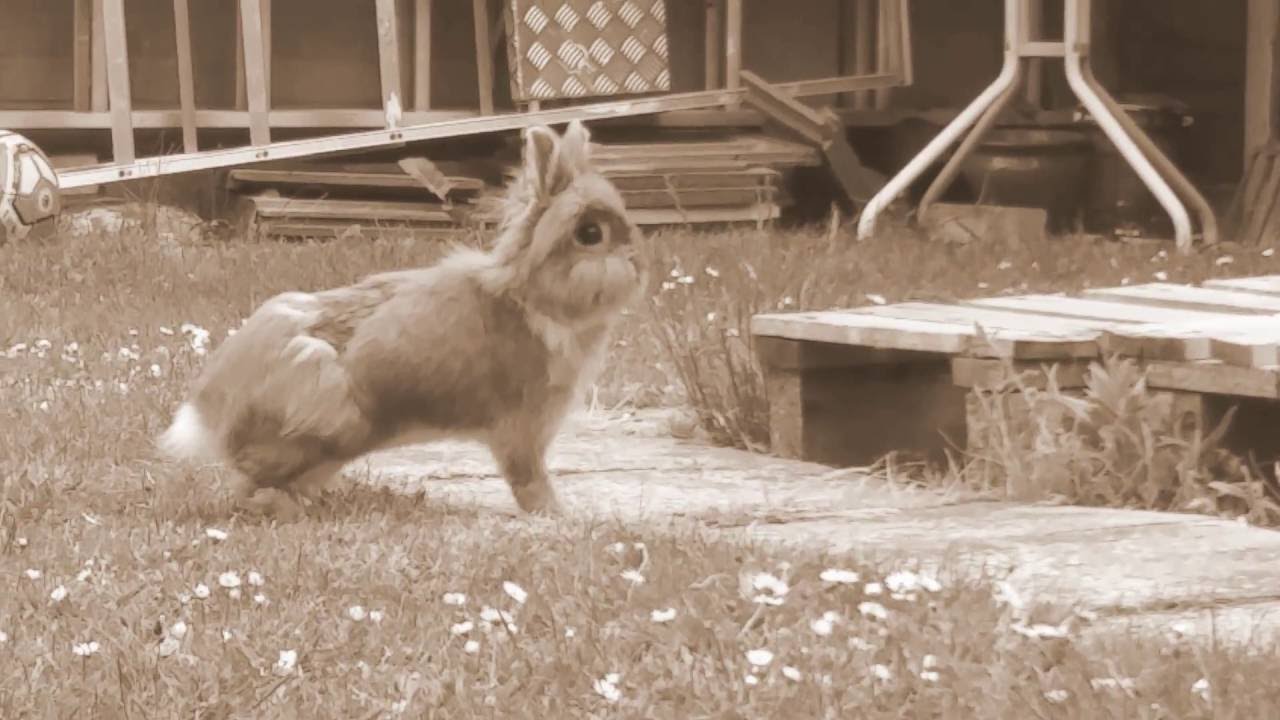 Steve the rabbit In the garden - YouTube
