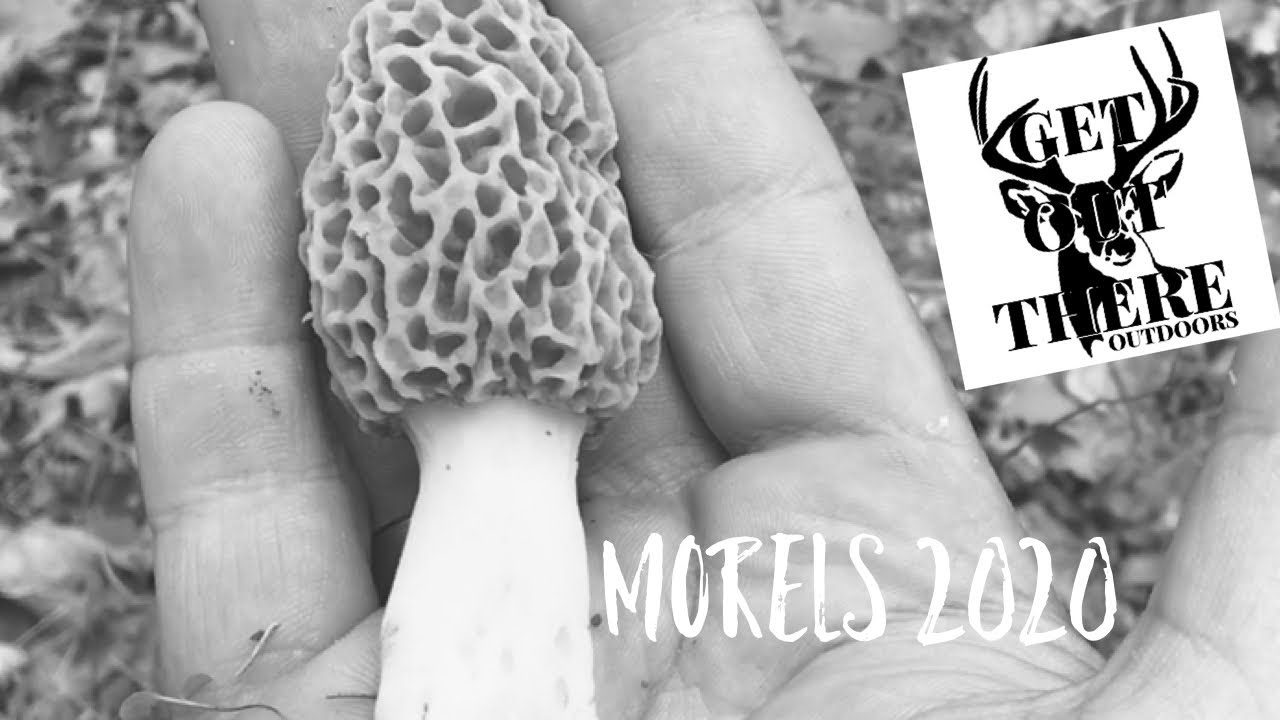 Morels 2020 YouTube