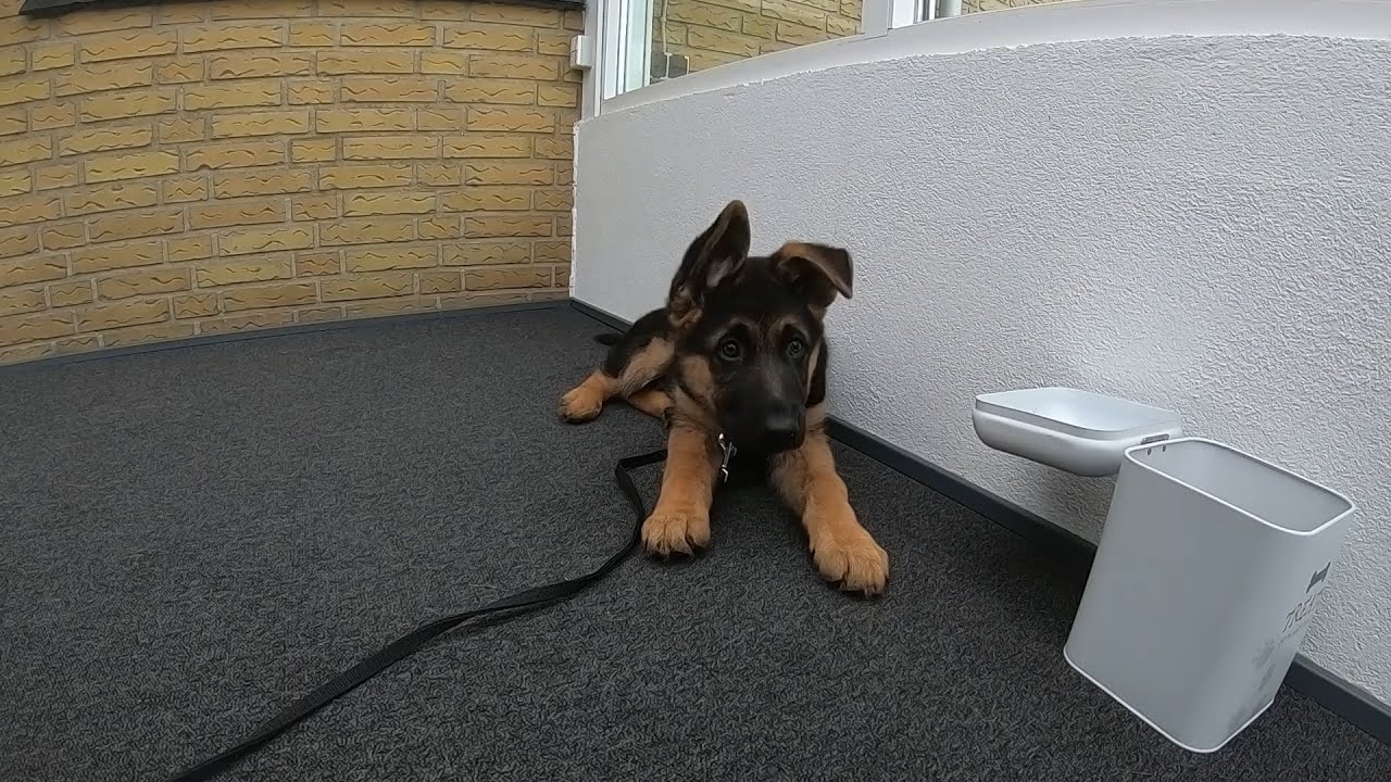 Lær din hvalp kommandoen dæk