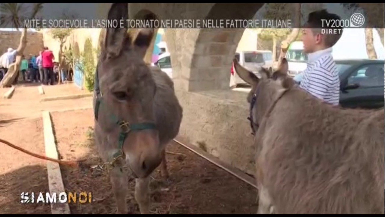 Siamo Noi - Asini e pet therapy: la onoterapia