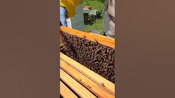 Honeybee Brood and Uncapped Honey #Shorts