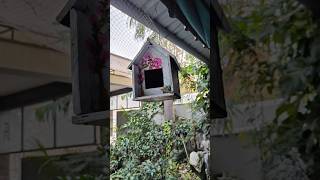 DIY Bird House 🏡#diy #shorts #houseplanter#birdhouse #gardendecor