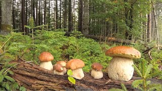 For porcini mushrooms in a distant forest.