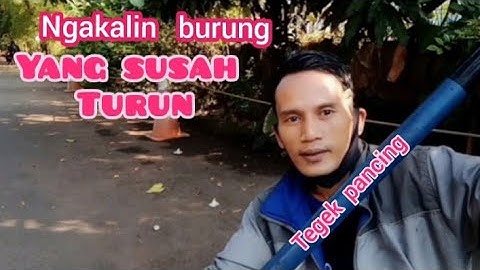 Cara Mikat Burung dengan menggunakan media tegek pancing