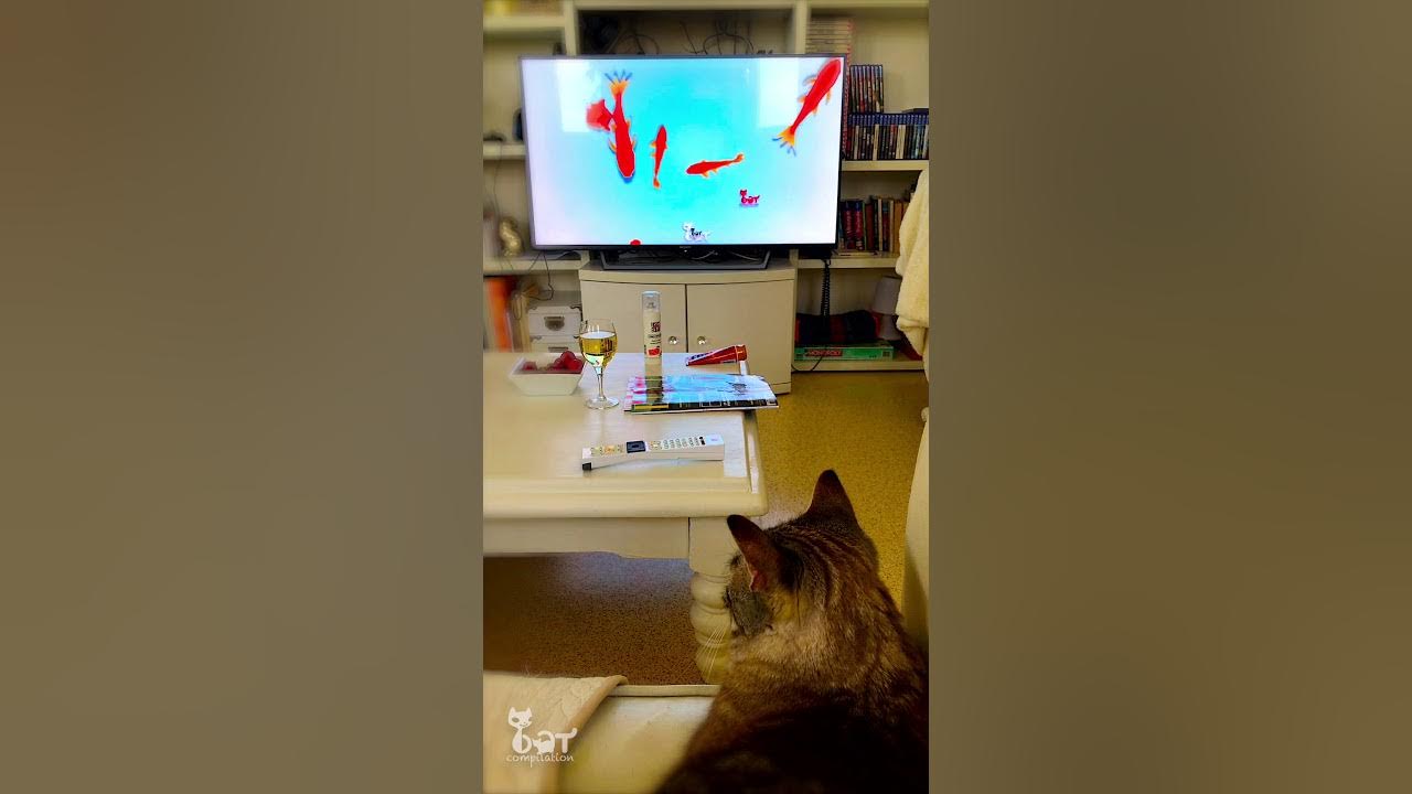 Chat qui regarde la télé ) Mon chat regarde une émission pour chats à la télévision YouTube