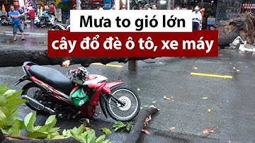 Cây ngã đè ô tô, xe máy trong cơn mưa lớn ở TP.HCM - PLO