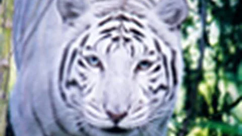 Video 5573311: leopard, serval, big cat rescue, lion, tiger