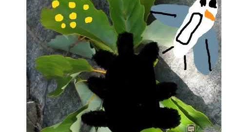 create an insect by Noah freedin