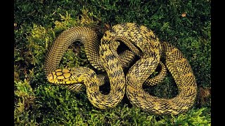 Gigantic, Incredible Rat Snake/ Dhaman  At Bannerghatta National Park Bengaluru