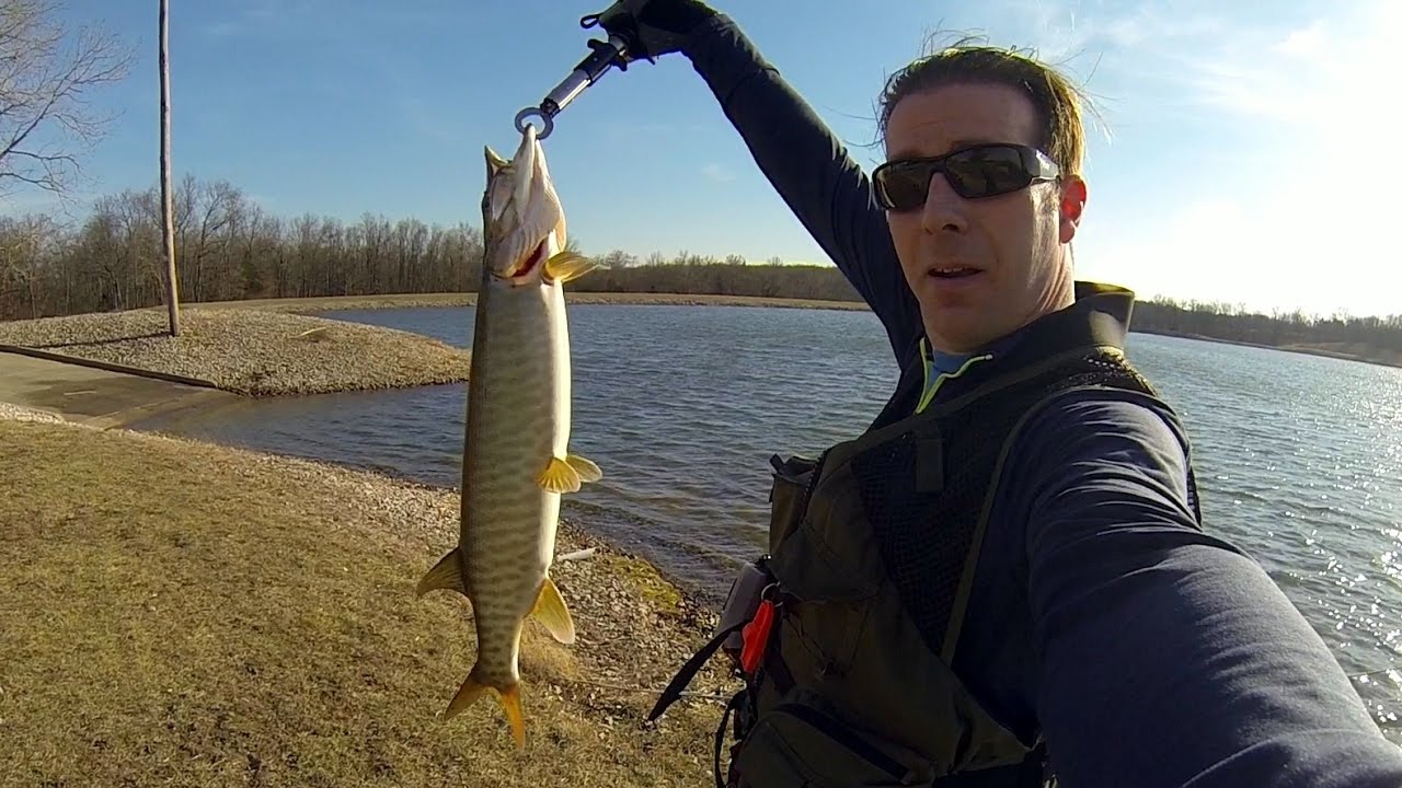 Muskellunge Henry Sever Lake, MO YouTube