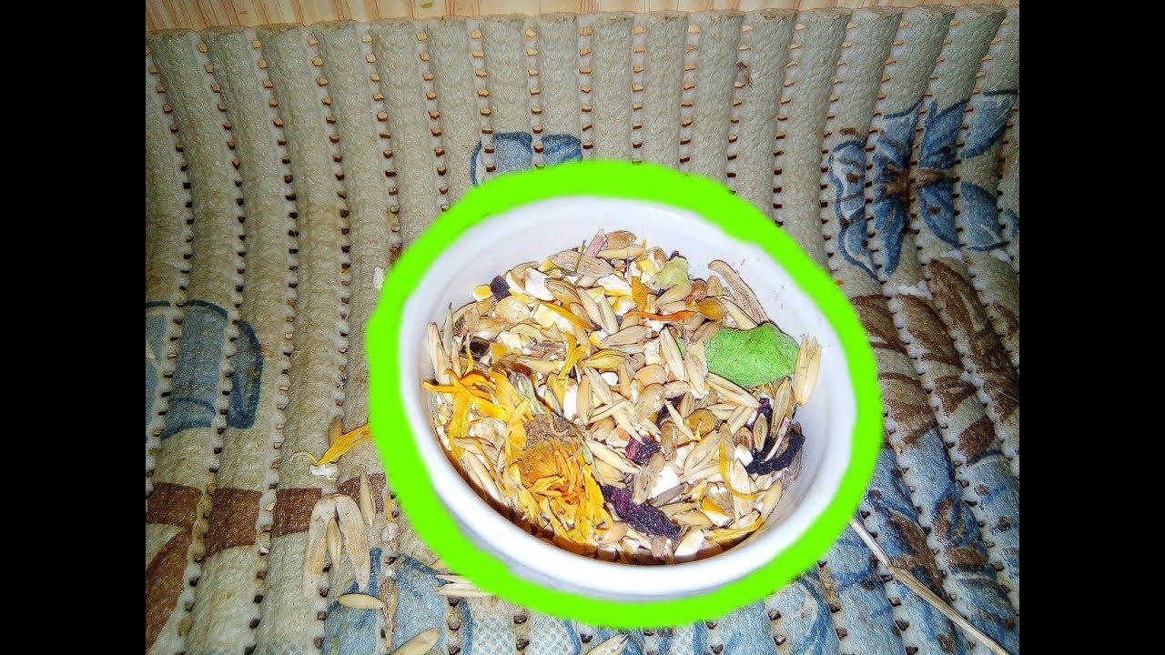 Корм для морских свинок | Поилка для морской свинки