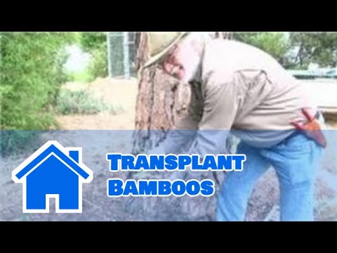 Video: Transplanting Bamboo - How And When To Relocate Bamboos