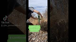 Needle Palm Ice Protection