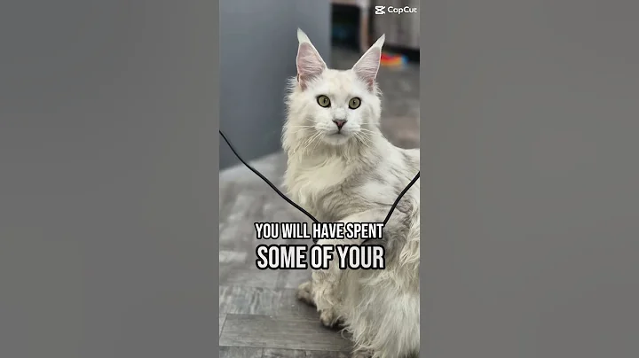 Video 11890981: mainecoonkittens mainecoons cats, mains coon cat mainecoon, adorable maine coon cat, perfect maine coon, maine coons born