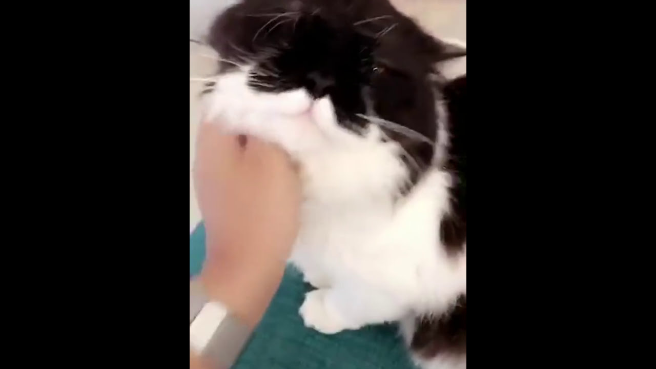 تحدي شيمي وامها على بيع قطة شيمي