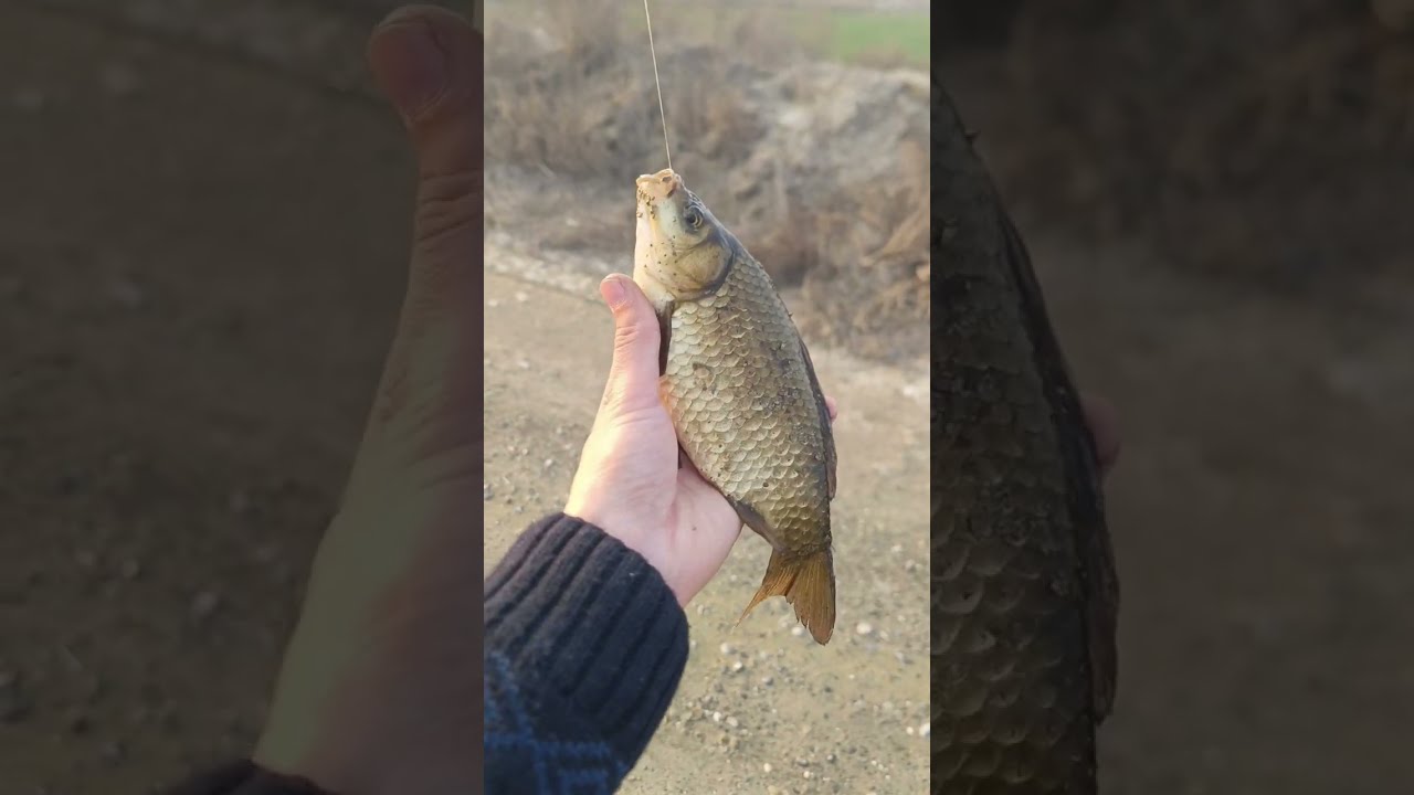   Bugungi ov juda zo'r bo'ldi.New Fish #fishing #carpfishing #baliq ovi #bugungi ov #yangi baliq ovi