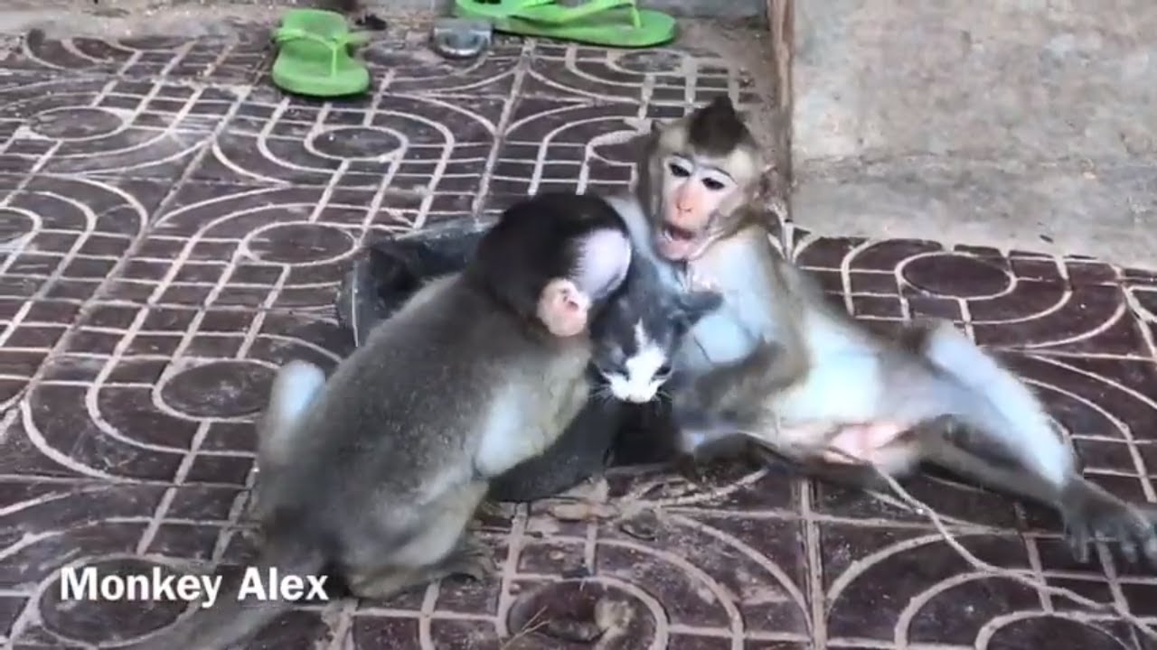 baby monkey baby Alex Vs Baby Monkey Dono