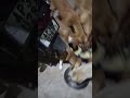 1subsribe 1dog కి food పెట్టినవారు అవుతారు.please subscribe