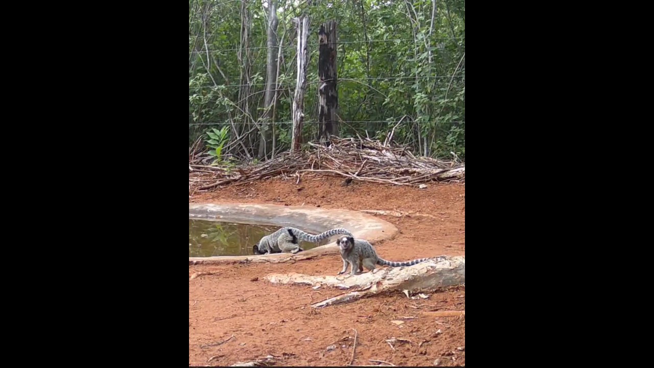 os animais começam a sentir a ausência das chuvas. #natureza #vida