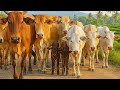 Dozens of cows walk neatly when returning to the pen, Moo sounds, the cows run fast to the pen