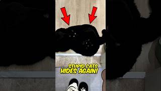 You Should Never Get A Black Cat