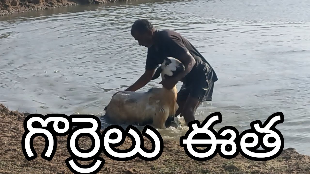 gorrela eetha Sheep cleaning Sheep swimming