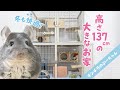 【4階建て大型ケージ】チンチラの巨大ケージルームツアー！Chinchilla Room Tour