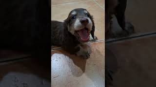 playtime ang makukulit🩷