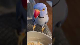 Rudy the Indian Ringneck Wants Cereal! #birds #indianringneck