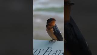 Barn swallow singing, Nisqually