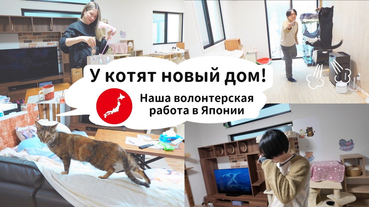 Вот и пришел день, когда бывшие уличные котята обрели настоящий дом. [Япония влог]