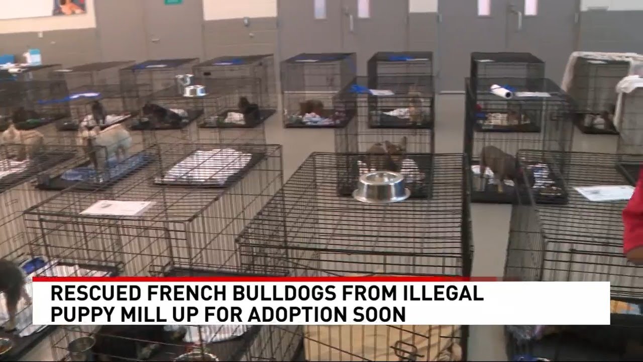 Rescued French Bulldogs from illegal Las Vegas puppy mill up for adoption soon