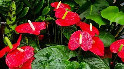 14 Most Exotic Flower In India/ Rare Flower of India