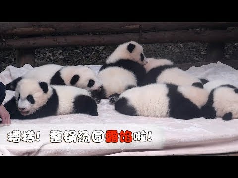 《熊貓早晚安》糟糕！整鍋芝麻湯圓都露餡啦！| iPanda