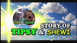 story of shewi and tipsy | funny video | please don't laugh
