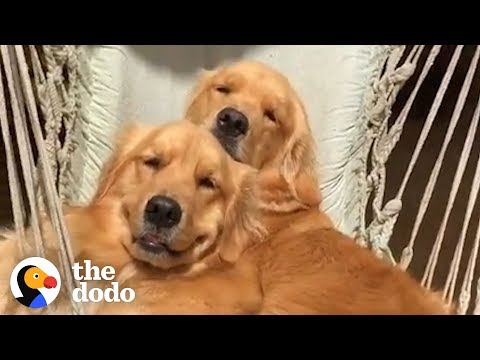 5-things-every-golden-retriever-owner-knows-|-the-dodo