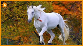 10 Most Beautiful Horses on Planet Earth | Pets Guideline
