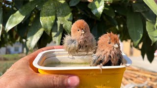 小鸟把水杯当浴缸，完全忽略了主人的存在