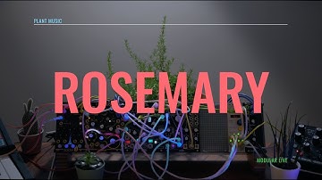 Plant Music - Rosemary   [ Generative // Moog // Modular ]