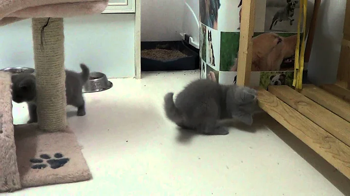 Watch the video about Chatons British shorthair et Selkirk Rex du Clos des A.V.N le 11 juin 2012