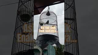 Download Lagu Asi topi sisik besar MP3 Download Lagu Asi topi sisik besar MP3