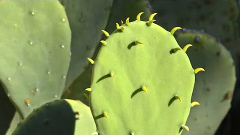 Cactus Vegan Leather - The Innovative New Material from Desserto