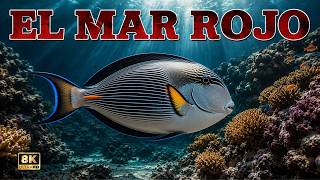 EL MAR ROJO: FAUNA De Otro PLANETA, Animales EXTRAORDINARIOS | DOCUMENTAL Episodio 1