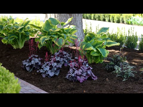 Video: Planting And Caring For Heuchera (26 Photos): Growing A Perennial Flower In The Open Field. How To Transplant A Plant In The Fall?