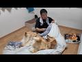 パパ絶体絶命？お布団の衣替え楽しくてしょうがないんです。【Golden Retriever japan】