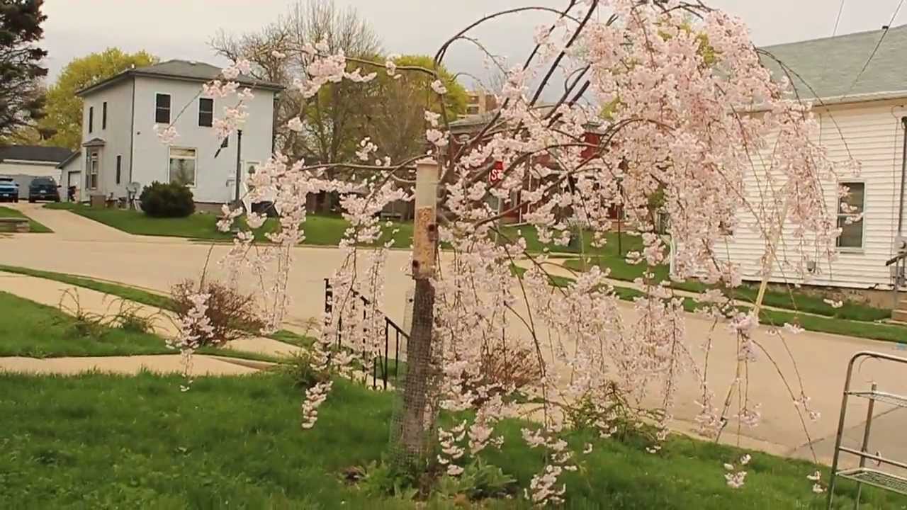 Stephenson Co, IL Weather Share for March 26th 2012 YouTube