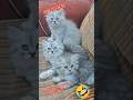 Royal Persian ADORABLE 💥 KITTENS FOR SALE!" #shorts #viral #trending#song#dance #ytshorts#bollywood
