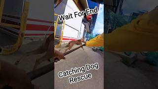 Catching Dog Rescue India #shortvideo #dogshorts #rescue #pets #animals
